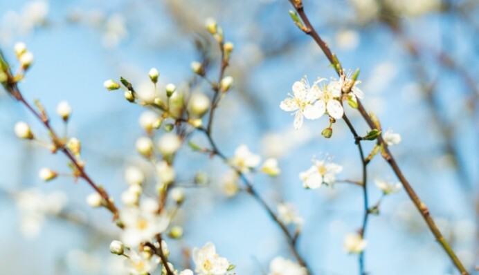 В Україну йде довгоочікуване тепло з літніми +20:   прогноз до кінця тижня