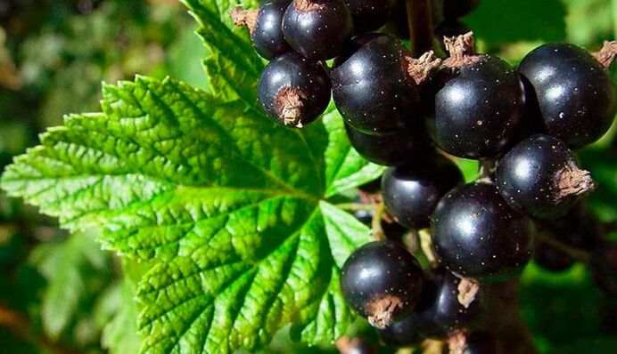 Сода допомагає при посадці і вирощуванні смородини: які є два способи використання