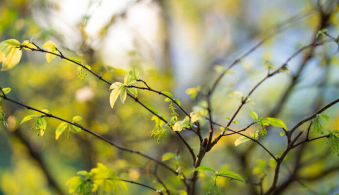 Летние +22 и без осадков: в четверг в Украину наконец-то придет настоящая весна