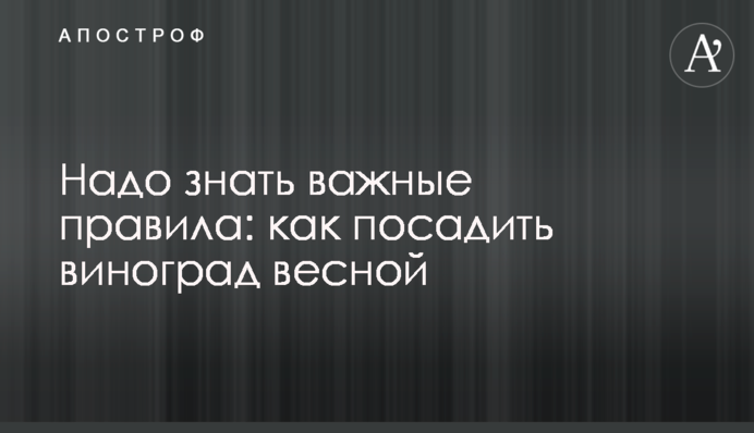 Треба знати важливі правила: як посадити виноград навесні
