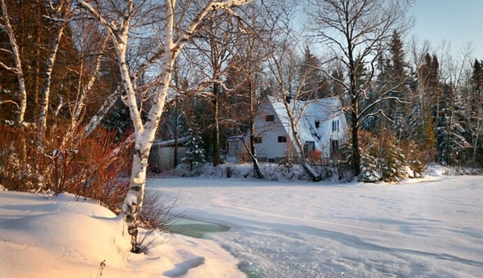 Жизнь будет тяжелой: почему нельзя сажать березу возле дома