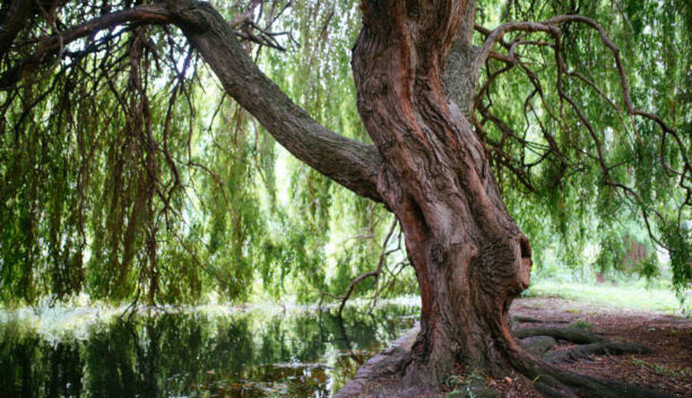 Не отдыхайте возле вербы: главные запреты и приметы в праздник 29 марта