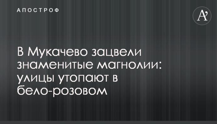 В Мукачево зацвіли знамениті магнолії: вулиці потопають в біло-рожевому