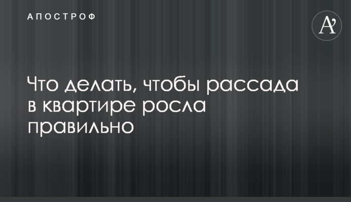 Что делать, чтобы рассада в квартире росла правильно