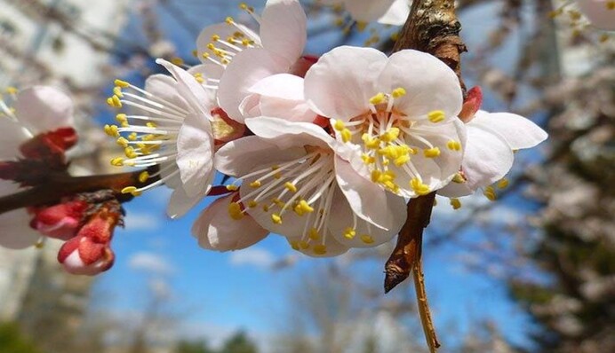 Ранковий туман віщує ясну погоду: популярні забобони і прикмети квітня