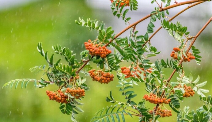 Мощные обереги: шесть деревьев, которые нужно сажать у дома