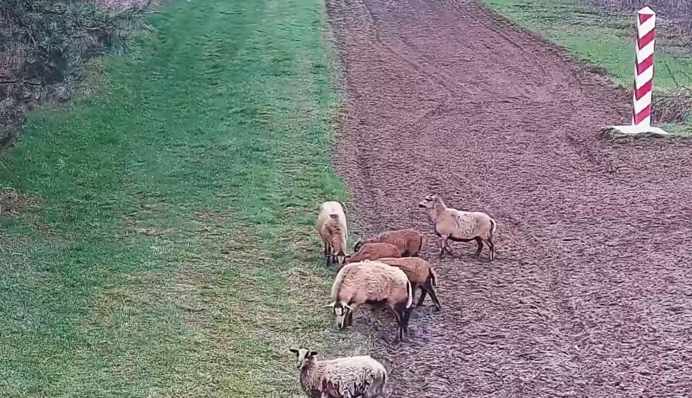 На кордоні Польщі і України помітили нетипових 