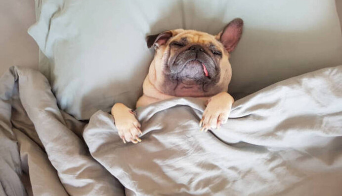 Увидеть собаку во сне - не всегда хороший знак: что означает сон