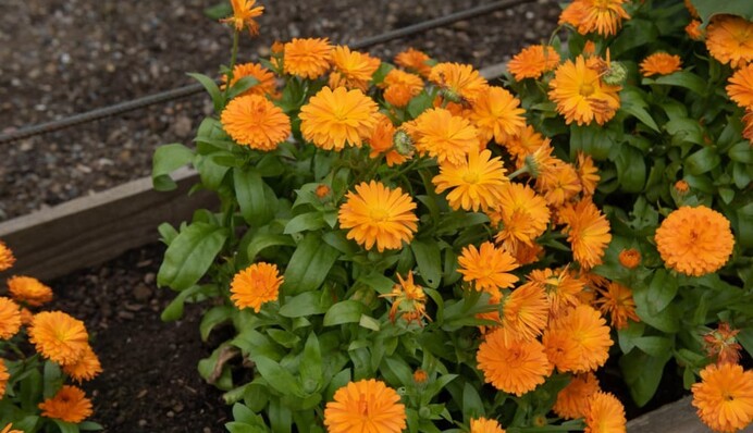 Що краще посадити, аби врятуватися від негативу: квіти, про які мало хто знає