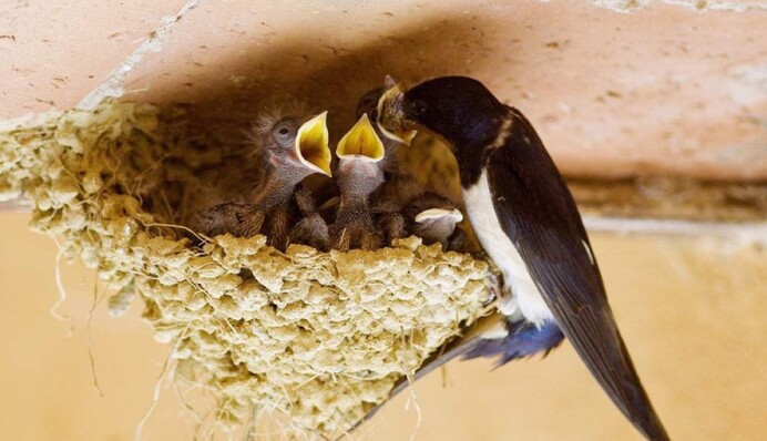 Ласточка свила гнездо под крышей дома: о чем говорит народная примета
