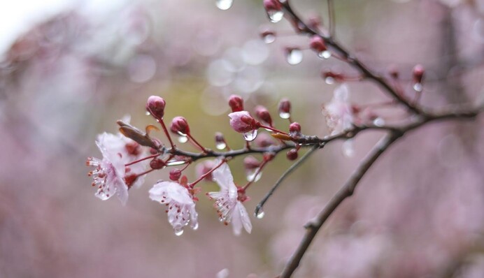 Апрель возвращает свои права: в Украину идет похолодание с дождями и штормовым ветром