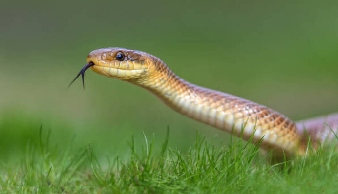 В киевских парках проснулись змеи: они всюду - на дорожках и в траве. Видео