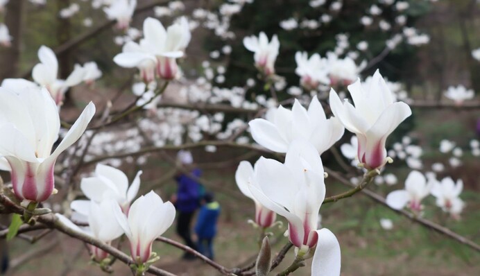 В Киеве уже расцвели магнолии и тюльпаны: эксклюзивный фоторепортаж