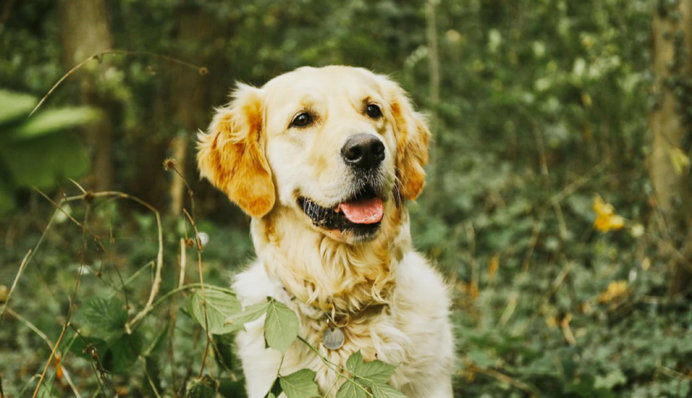 В Україні почався 
