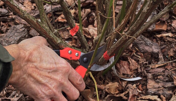 Весна в саду: чем обработать смородину для хорошего урожая
