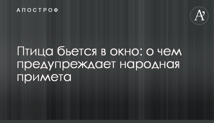 Птица бьется в окно: о чем предупреждает народная примета
