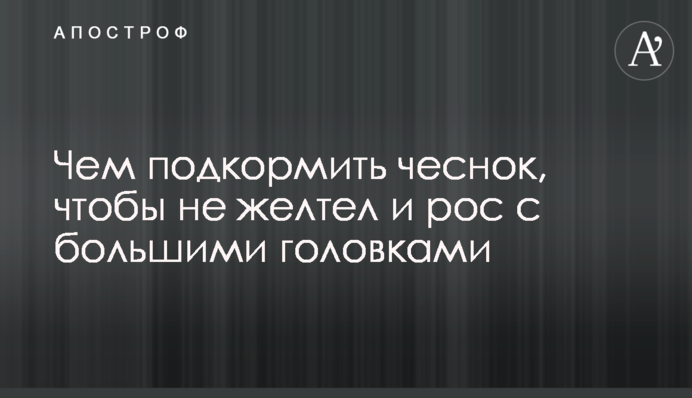 Чем подкормить чеснок, чтобы не желтел и рос с большими головками