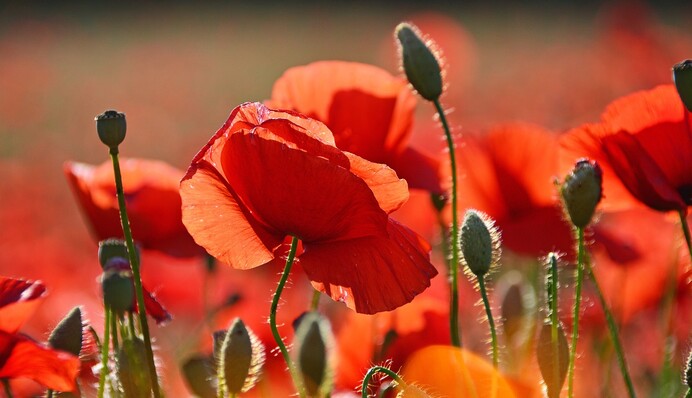 Які квіти варто посадити на кладовищі: правила догляду за рослинами на могилах