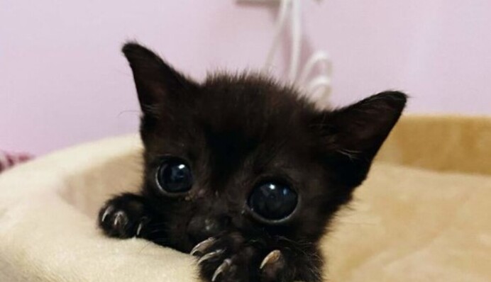 Следует ли держать черного кота дома: объясняем приметы