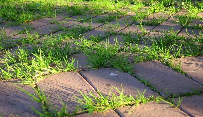 Как вывести сорняки из садовых дорожек: гениальный способ за копейки
