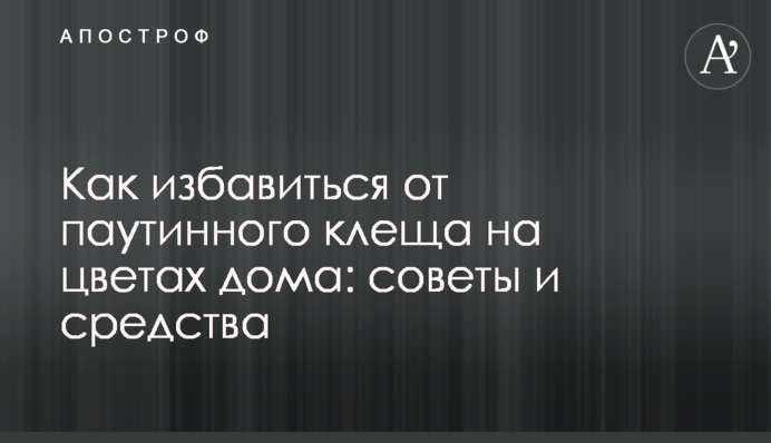Как избавиться от паутинного клеща на цветах дома: советы и средства