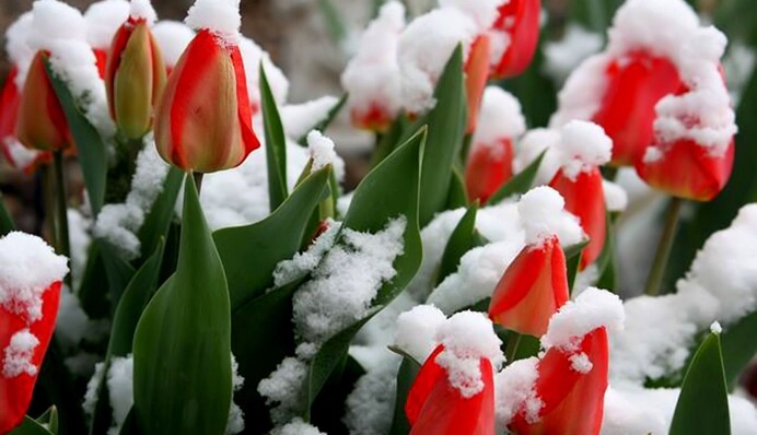 В Украину в апреле идут аномальная жара и снегопады: распечет до +27 и охладит до +4