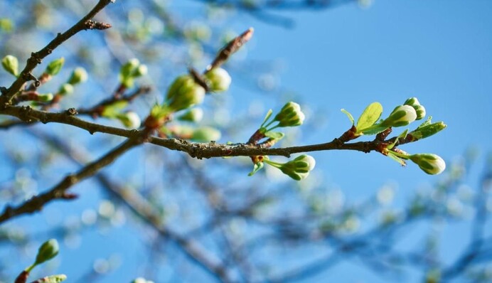 Идеальный весенний день: синоптик порадовала прогнозом на вторник