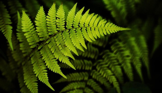 Накличите хвороби і нещастя: чому не можна садити папороть біля дому