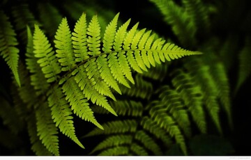 Притянете болезни и несчастья: почему нельзя сажать папоротник возле дома