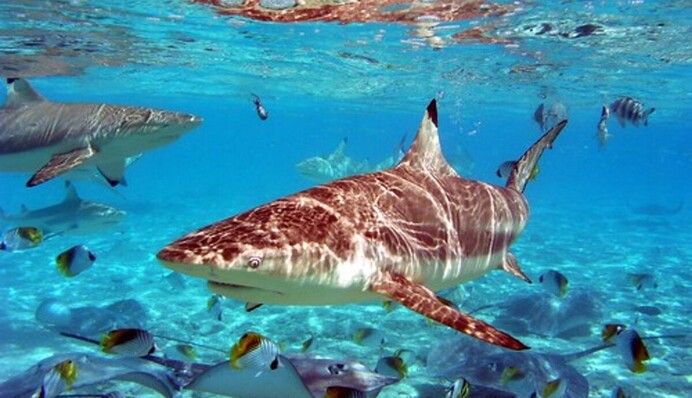 На Мальдівах акула напала на російського туриста. Фото 18+