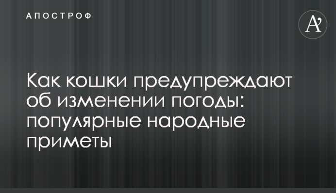 Як кішки попереджають про зміну погоди: популярні народні прикмети