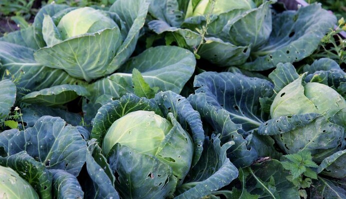 Все залежить від сусідів: що посадити поряд з капустою, щоб відігнати шкідників