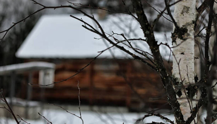 Мають репутацію вампірів: які дерева не варто садити біля дому