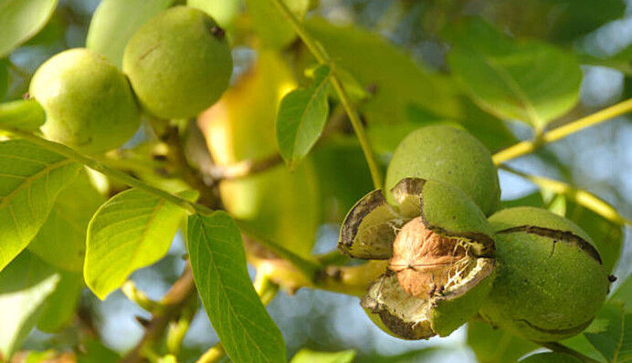 Зеленые синоптики: какие растения могут предсказывать погоду