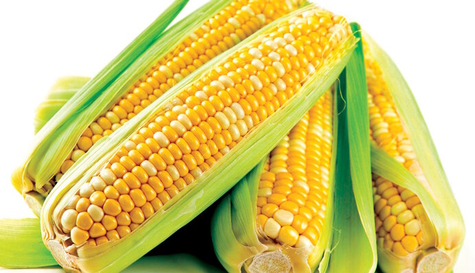 Будет много крупных початков: когда лучше сажать кукурузу по лунному календарю