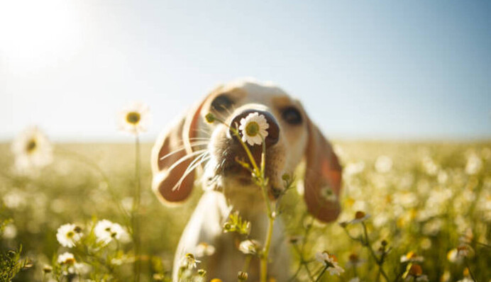 В Україні квітнева спека: де чекати літні +28 і куди прийде похолодання