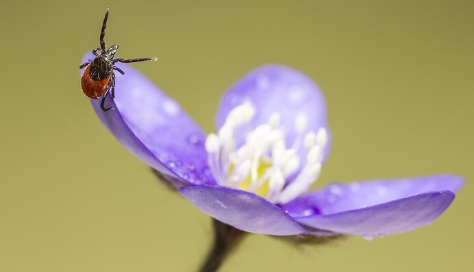Что делать, если укусил клещ: алгоритм действий и главные запреты