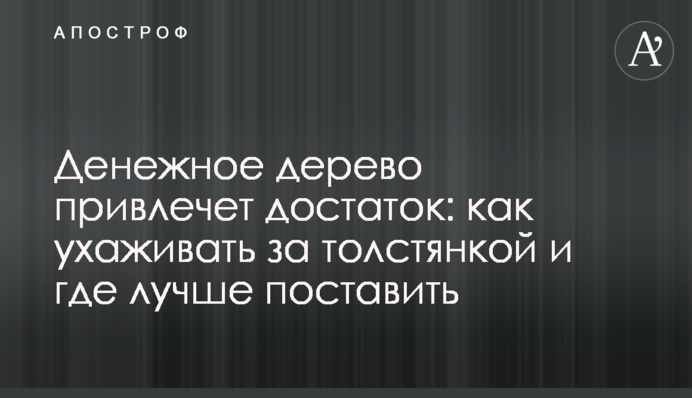 Денежное дерево привлечет достаток: как ухаживать за толстянкой и где лучше поставить