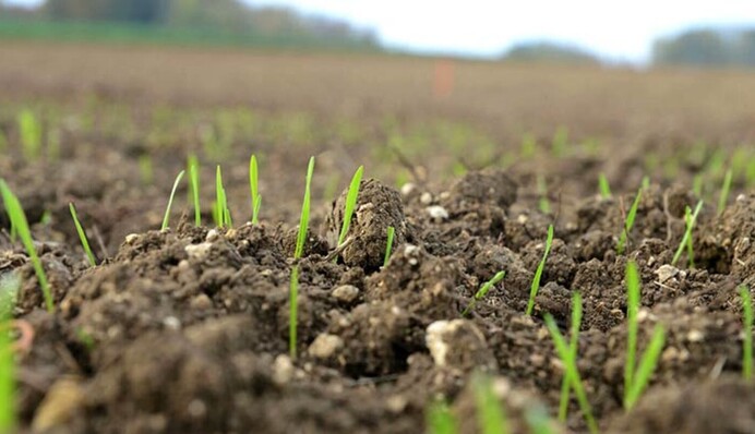 Як допомогти виснаженій землі: прості правила для підвищення родючості ґрунту