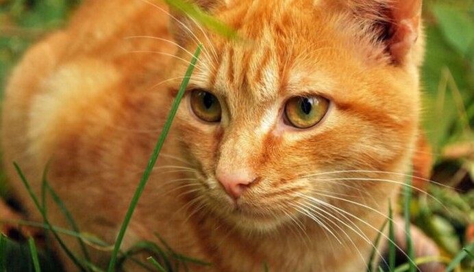 Мурчащее чудо: интересные приметы о рыжих котах дома
