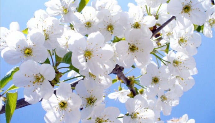 Мужчинам запрещено ссориться: какой праздник 13 апреля и для чего умываться святой водой