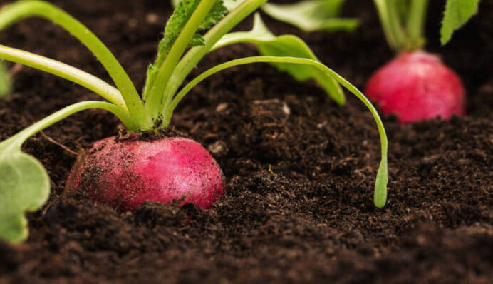 Секрети чудового врожаю: чим підживити редис при посадці