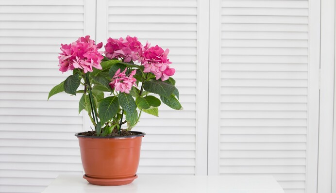 От удачных покупок до гармонии в отношениях: какие приметы связаны с геранью