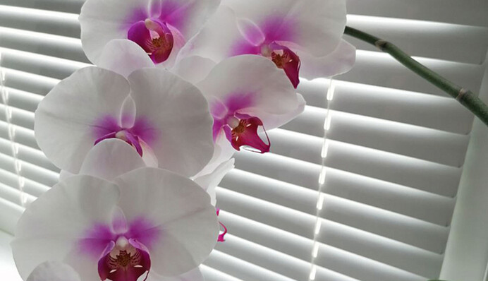 Улюблена орхідея скидає бутони і квітки: як врятувати рослину