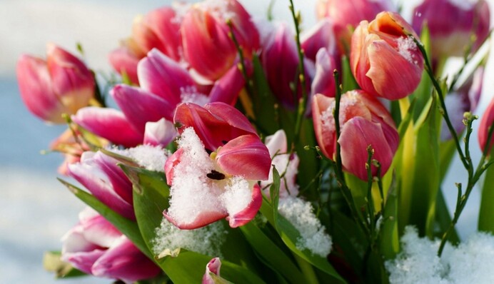 Апрельское лето заканчивается. В Украину идет сильное похолодание со снегом и морозами