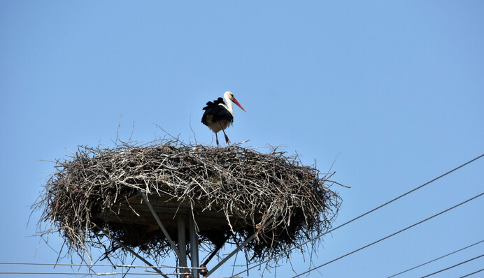 Оставляет гнездо - жди беды: значение популярных народных примет про аистов