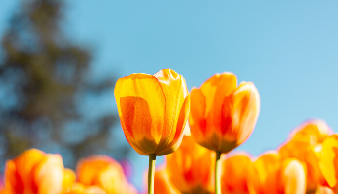 У Києві пануватиме суцільна спека? Яких примх чекати від погоди у травні