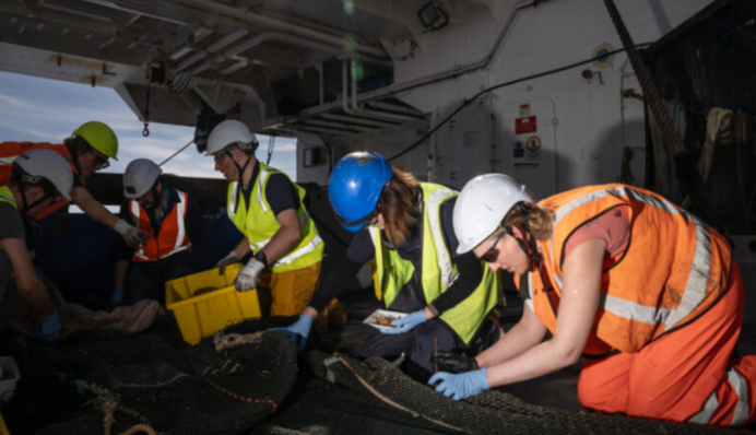 Ученые обнаружили около сотни неизвестных ранее существ возле Новой Зеландии. Фото