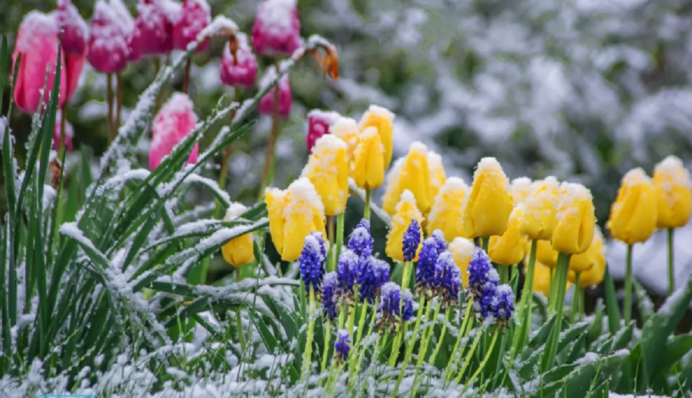 Заморозки и даже снег: где в Украине ждать возвращения зимнего холода