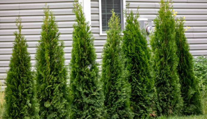 Какие деревья посадить возле дома, чтобы защитить жилье от негатива